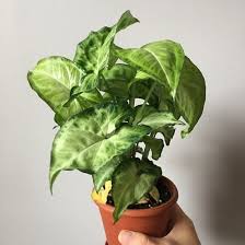 Maybe you would like to learn more about one of these? 11 Romantic Heart Shaped Leaf Plants To Grow Indoors Balcony Garden Web
