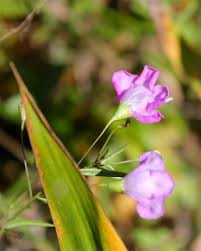 Image result for Gerrardinaceae