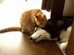 People do it for each other, whether professionally, parentally, or as a friend. Let Me Clean You Up Real Quick Catlovers Cats Cute Doglovers Dogs Funny Funnygifs Gifs Hilarious Humor Kitte Cats Cute Animals Dog Cat