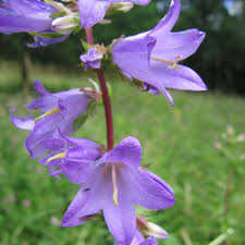 We did not find results for: Nettle Leaved Bellflower Campanula Trachelium Pots And Plug Plants