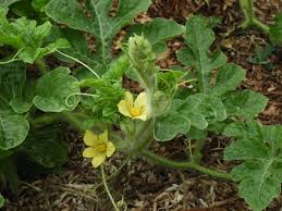 Image result for Citrullus lanatus