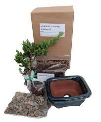 Using a 5inch pot, spread a layer of your chosen substrate. Free Shipping Bonsai Potting Kit 6 25 Bonsai Pot Included 6 Inches Tall Bonsai Tree Home Living Plants