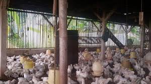 Ayam broiler atau yang disebut juga ayam broiler adalah hasil perkawinan silang dan sistem berkelanjutan sehingga mutu genetiknya bisa dikatakan baik. Harga Ayam Broiler Pun Turun Drastis Jadi 10 Ribu Per Kilogram Portal Agribisnis Indonesia
