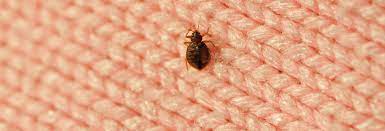 Many people actually live in crippling fear of encountering bed bugs. How To Check For Bed Bugs In A Hotel Bed Bugs Infestation Rid Of Bed Bugs Bed Bugs