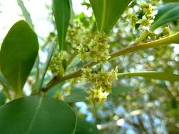 Image result for Pterocelastrus