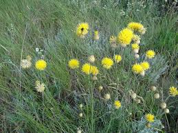 Image result for Emilia jeffreyana