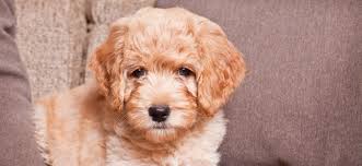 Goldendoodle puppies ohio for sale. Goldendoodle Puppies In Ohio Best Breeders