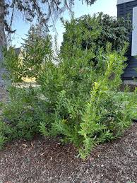 Image result for Myrica salicifolia