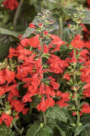 Image result for Salvia coccinea