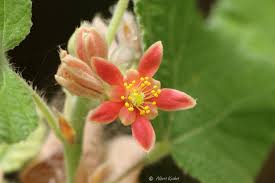 Image result for Grewia villosa