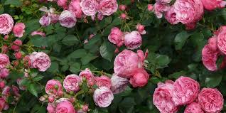 Queste sono molto diffuse in europa e in asia e presentano un gambo molto robusto che raggiunge un'altezza di circa due metri. Rosa Coltivazione E Cura Codiferro Master Gardener