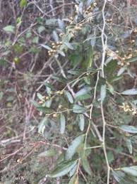 Image result for Capparis fascicularis