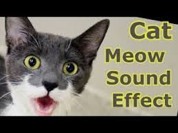Cat Sound Effect Hq Online Video Cutter Out 0 Com Cat Noises Kitten Noises Cats