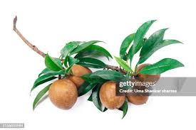 Image result for Manilkara zapota