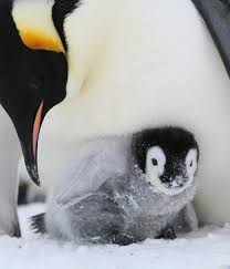 What is the average clutch size of an emperor penguin? Emperor Penguin Breeding Cycle Australian Antarctic Program