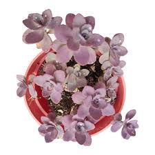 Image result for Tinnea galpinii