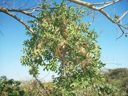 Image result for Erianthemum ngamicum