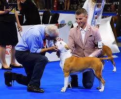 Characteristics, history, care tips, and helpful information for may show aggression toward other dogs. Bulgarian Kennel Club American Staffordshire Terrier Home Facebook