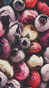 Fondos de pantalla colores #pastel. Flores Empapelado Floral Fondos De Pantalla Tulipanes Flor Estetica