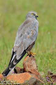 Small British Birds Of Prey Images Montagu S Harrier By Anup Deodhar On The Wing Pinterest