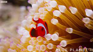 via giphy fish gif coral reef gif