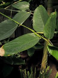 Image result for Marantochloa congensis