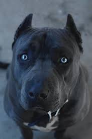 Pitbull Terrier Black And Blue Eyes Look At Those Beautiful Blue Eyes Black Pitbull Pitbulls Dogs