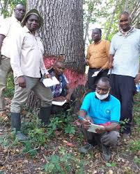 Image result for Manilkara mochisia