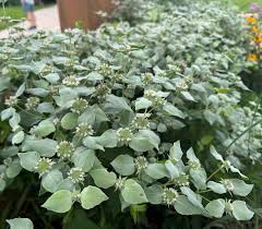 Image result for Rhynchospora gracillima