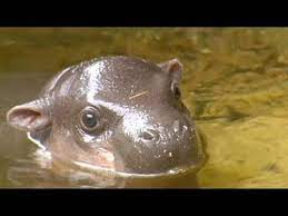 Happy 3rd birthday to the greatest. Melbourne Zoo S Newest Baby Elephant Takes First Bath No Comment Youtube