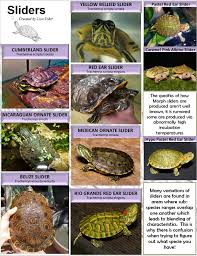 slider turtle specie id poster aquatic turtles turtle