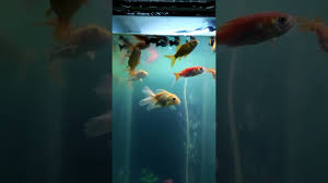 Free 3d aquarium models available for download. Aneka Ikan Hias Dan Aquarium Youtube