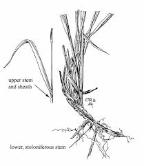 Image result for Meiosperma bracteatum