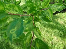 Image result for puklice švestková obrázek