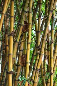 Image result for Bambusa vulgaris