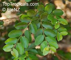 Image result for Diospyros sp. no. 1 sensu FZ