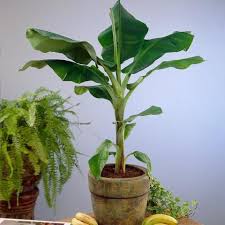 Since the 1950s, these cultivars have been the most internation. A Guide To Dwarf Cavendish Banana Trees This Old House