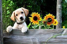 Download the absolute best stock images chosen by our expert stock images editors. Puppies And Flowers Puppies And Flowers