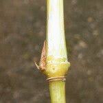 Image result for Hyparrhenia cymbaria