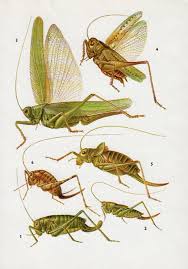 Vintage Print Crickets Bugs Insect Print Boy Bedroom Decor Insect Print Insects Insect Art