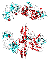 See full list on sante.journaldesfemmes.fr Botulinum Toxin Wikipedia