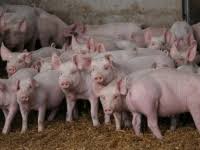 Sunt de la protecția consumatorului. Ferma De Porci Lumea Satului