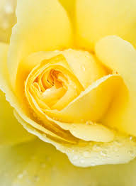 Image result for Rosa sp.