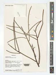 Image result for Equilabium parvum