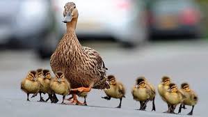 Resultado de imagen de muchos patos