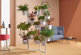 Image result for Hevea