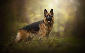 Quotes, hd images, sms, facebook status, wallpapers and greetings. Download Wallpapers German Shepherd Dog Dog Forest Hunting Dogs Pets Besthqwallpapers Com German Sheperd Dogs German Shepherd Dogs Animals
