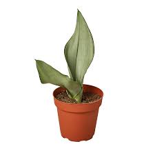 Image result for Sansevieria nilotica