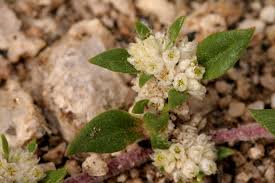 Image result for Guilleminea densa