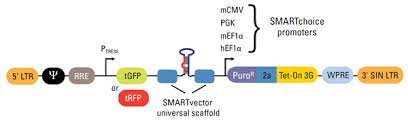 Smartchoice Inducible Shmimic Lentiviral Microrna Enables You To Do New Things With Expressed Micror